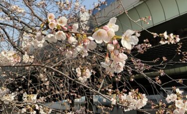 4月に咲いていた桜について